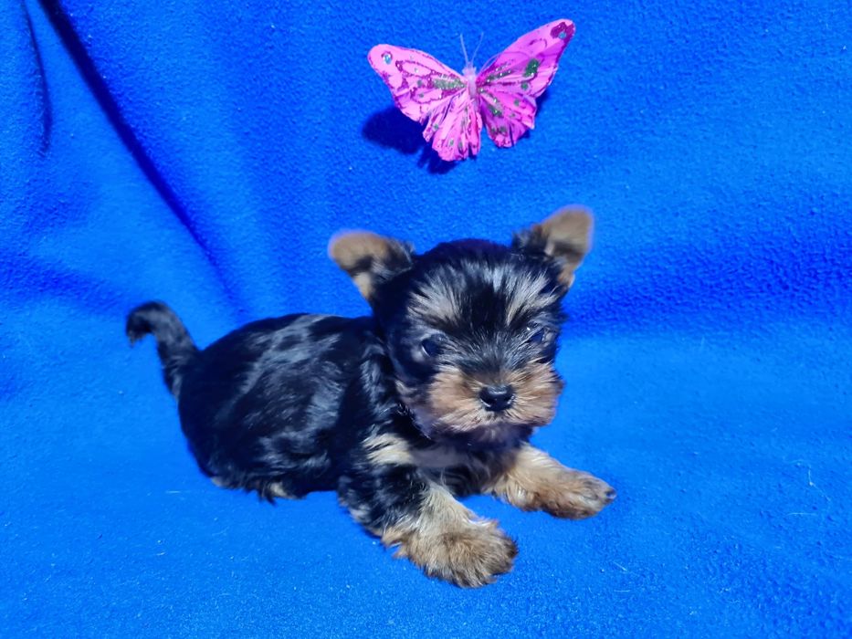 Продам щенков йоркширского терьера.