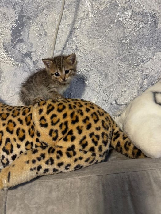 Отдам котят мальчик девочка