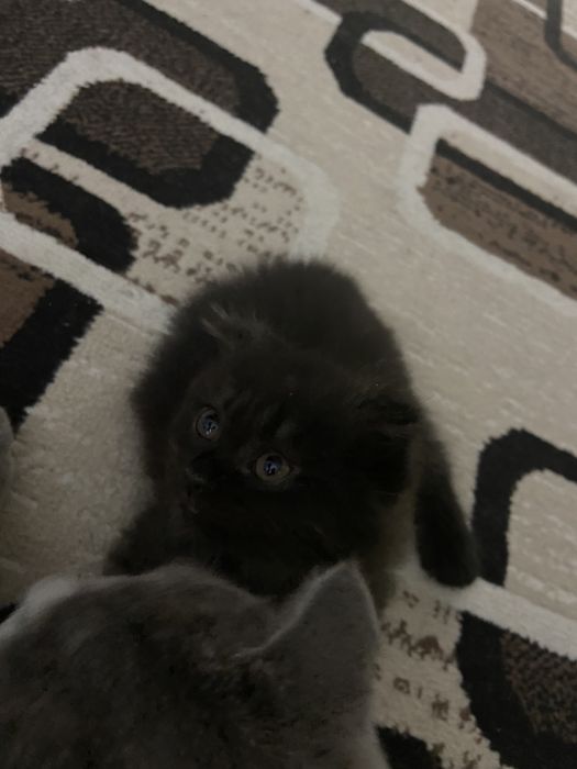 Продаётся котёнка