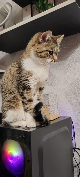 Пристраивается красивая кочечка