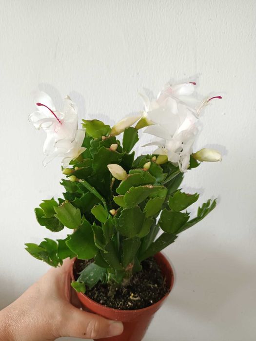 Коледниче/ Шлумбергера ЖЪЛТО,оранжево,бяло,розово,цикламено,червено