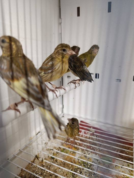 Canari rasa spaniola