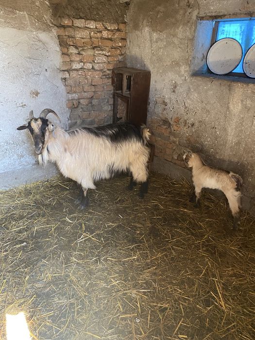 Capre cu iezi de vanzare