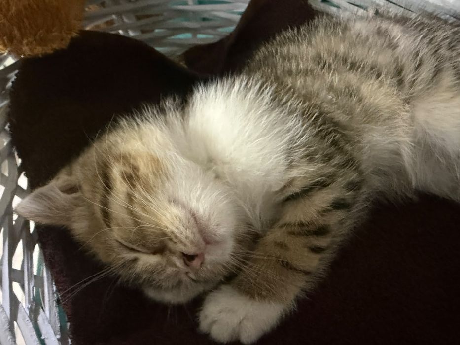 Котенок мальчик 1.5 месяц