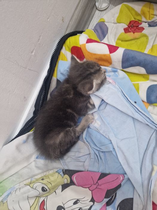 Шотланский  вислоушка мальчик