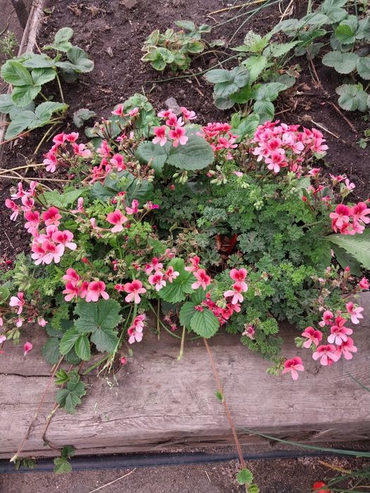 Цветы для сада, дома