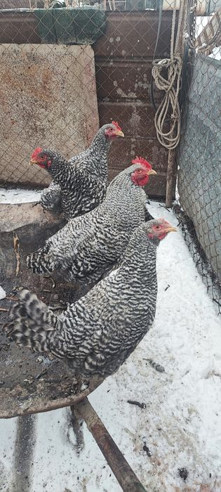 Куры Амрокс Германия молоды