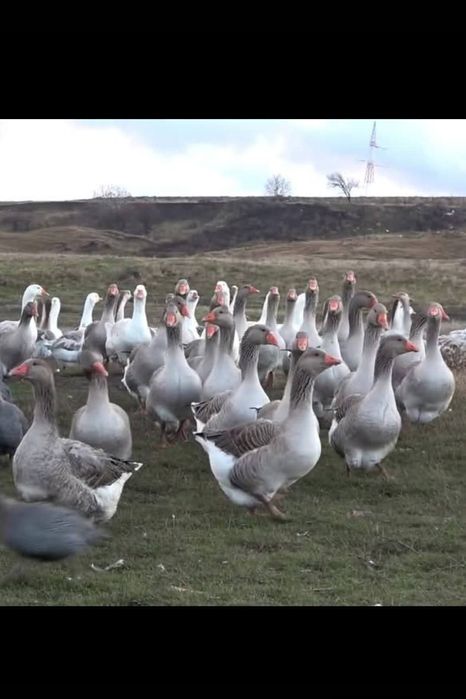 Ouă de incubat gaște