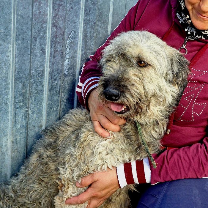 Собака Дымок из приюта Хвостатый Рай