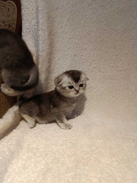 Продается котята Shinshilla mushuk bolalari sotiladi!!