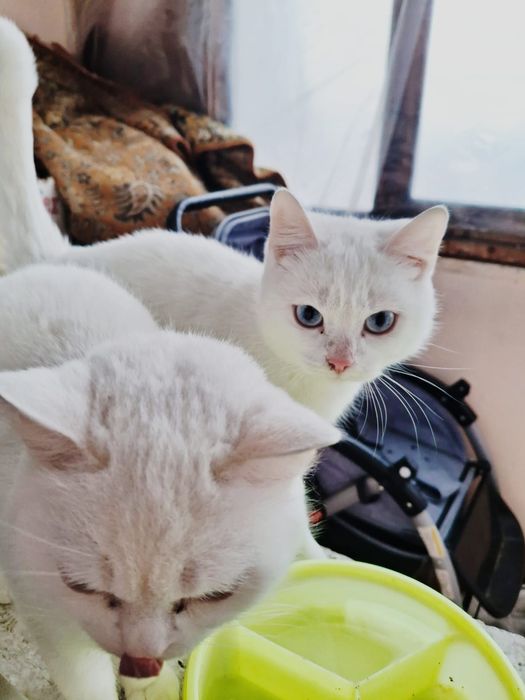 Срочно отдам кошек