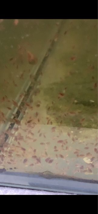 Daphnia Hrana Vie Pesti