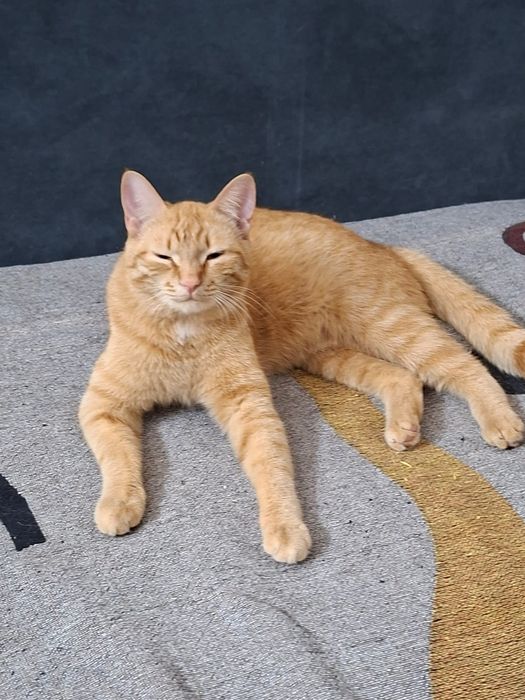 Передержка кошек и котов