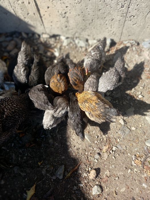 Pui de de găină scoși de closca de asta primăvară