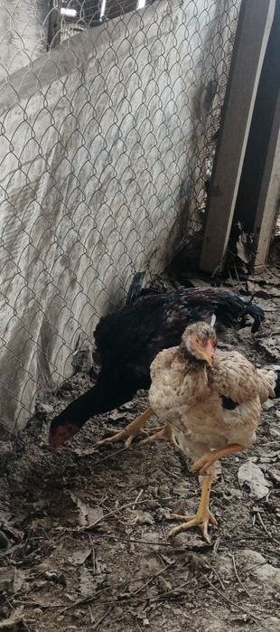 Дакандар сатылады.