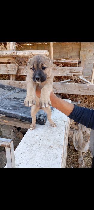 Choʻpon gidik sotiladi