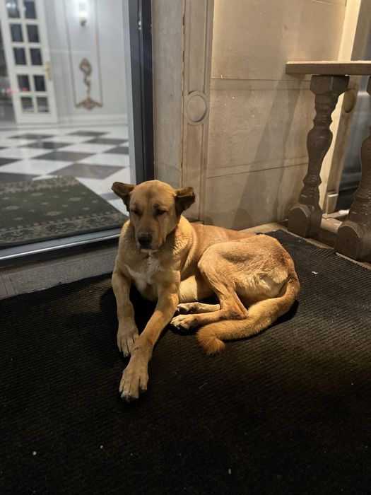 Собака Алабай метис