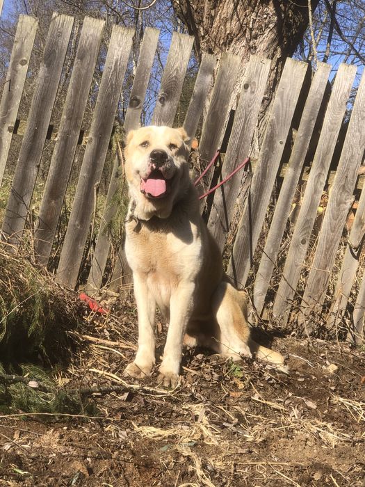 Disponibil mascul asia centrala