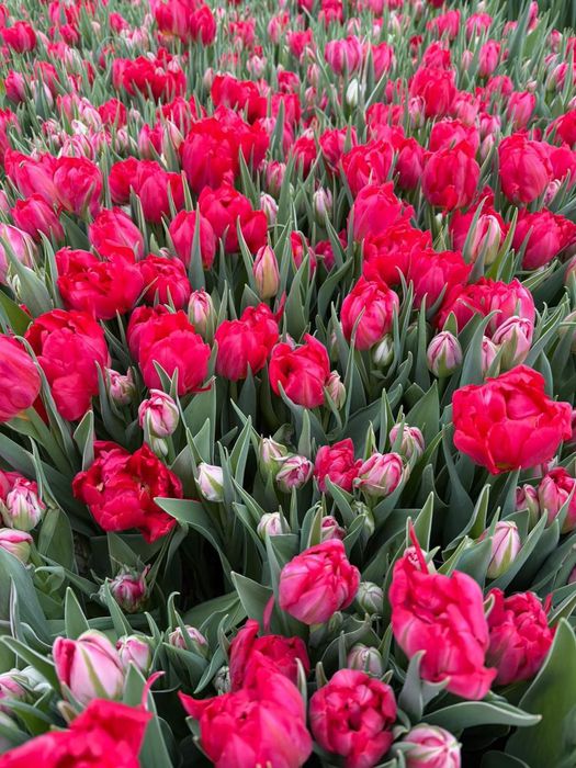 Гүлдер сатылады Продается Цветы