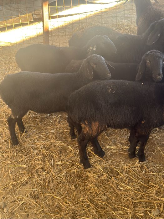 Урғашы токтылар сатылады