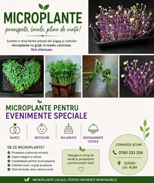 MICROPLANTE MELOMANE - evenimente (nunti, botezuri, majorate, chiar si parastase)