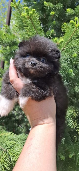 Щенки шпица с документами