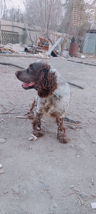 Спаниель продам спаниеля