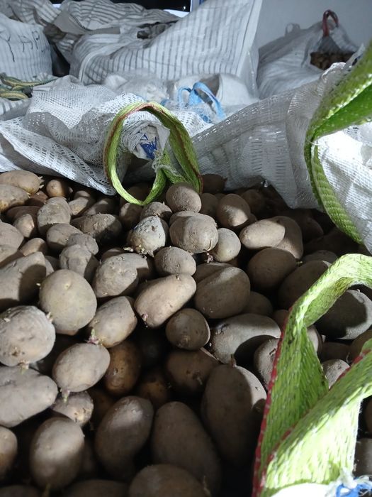 Cartof samanta Ultra Carrera Arizona