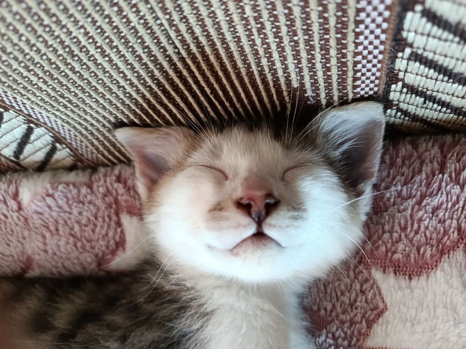 Котенок в добрые руки