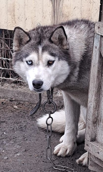 Сибирский хаски