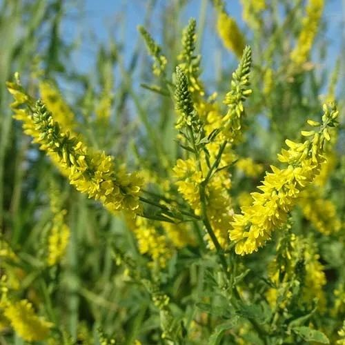 Семена донник доник магниченный