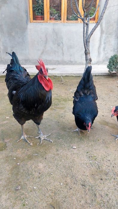 JEFSI Zotli Jo'jalar sotiladi