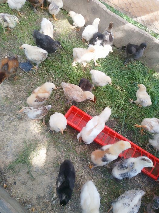 Pui de găină de țară