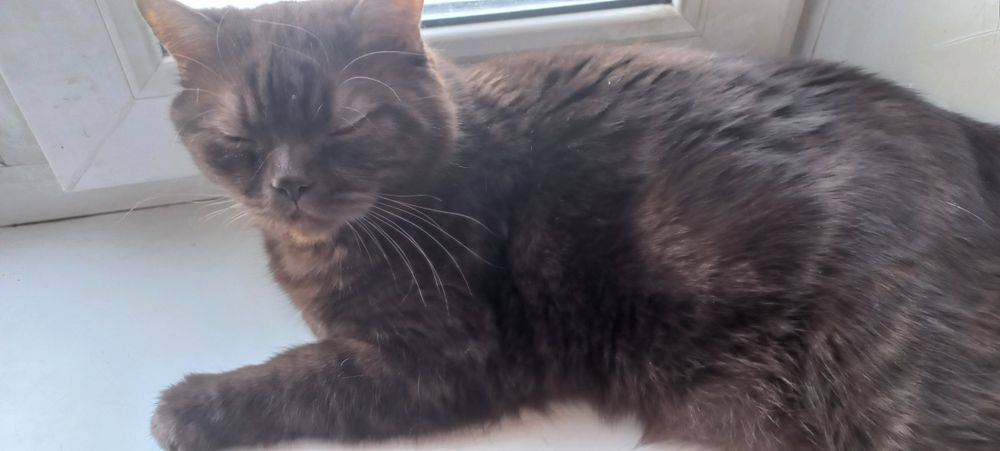 Отдам кота,британец.