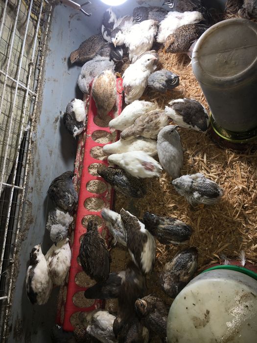 Китайски пъдпъдъци