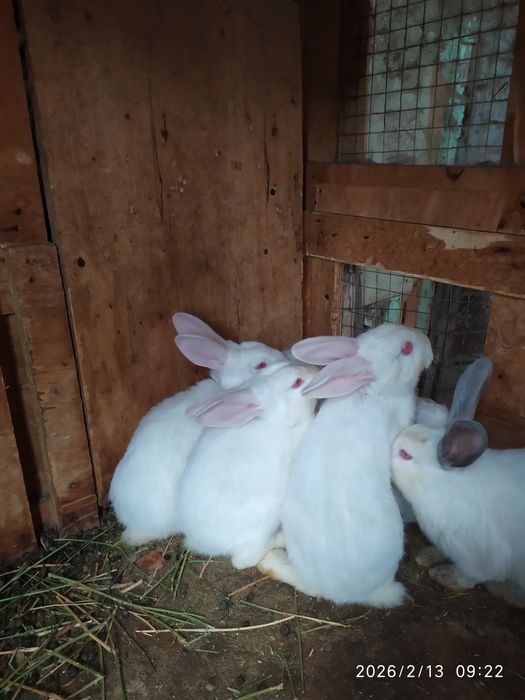 Домашние Кролики 3.5 месяца цвет белый