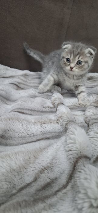 Шотландские вислоушки котята