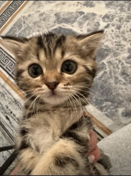 Котёнок маленькая