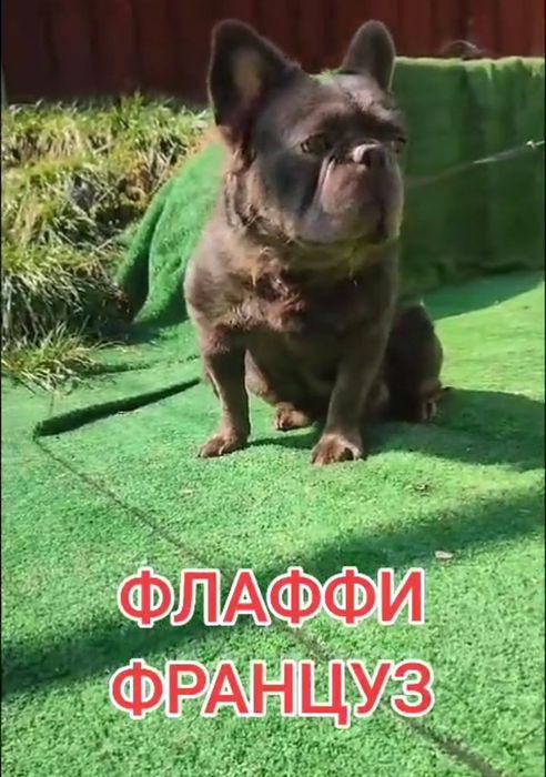 Флаффи (Длинношёрстный французский бульдог)