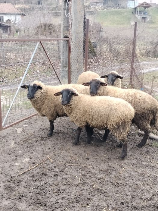 Oi Suffolk de vanzare