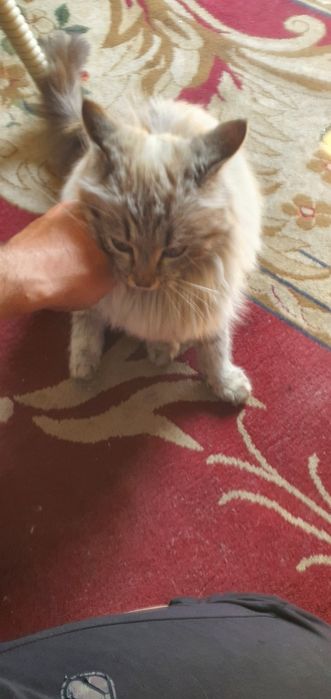 Museum zotli sotiladi