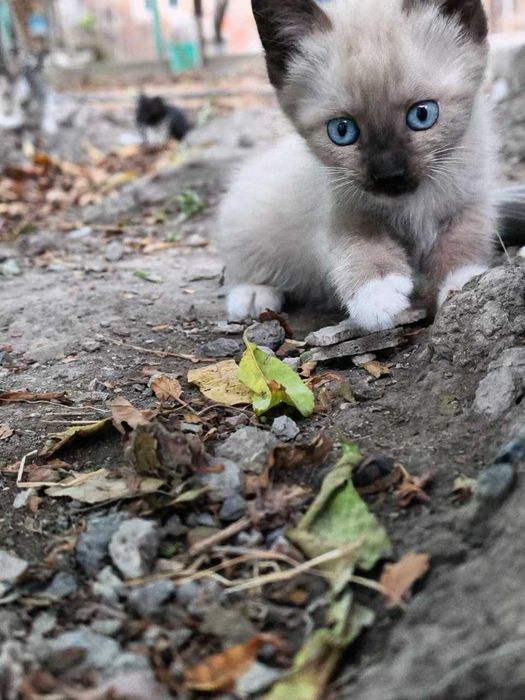 отдам котят даром