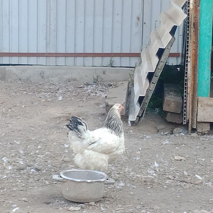 Продам курицу брамы