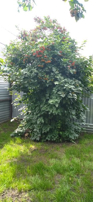 Дача Звездочка 131 км