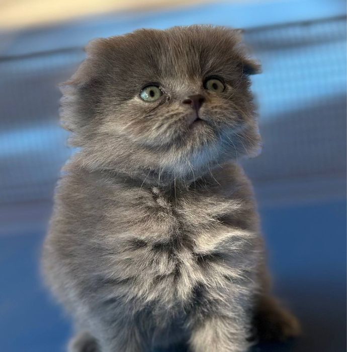 котёнок скоттиш хайленд фолд длинношёрстный