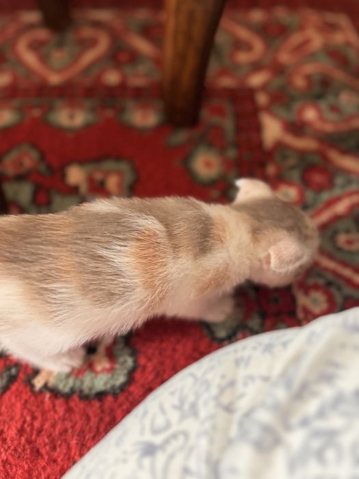 Продается котенок ДЕВОЧКА