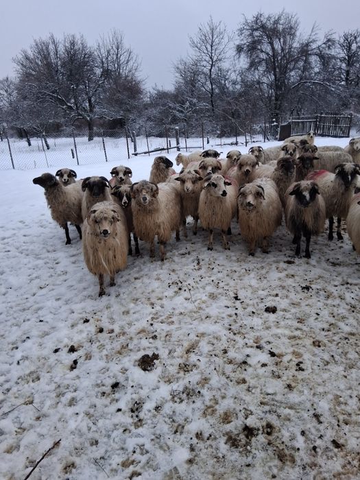 Vând 32 de oi 17 cu mei si 15 gata sa fete