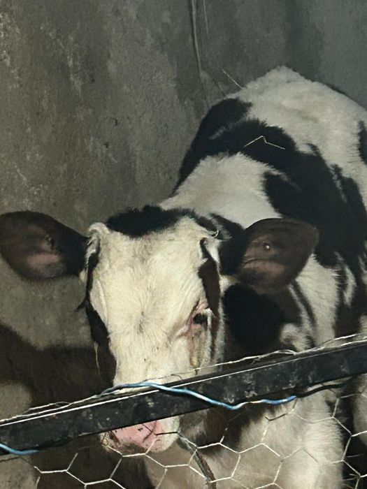 Vând un tăuraș și o vitea