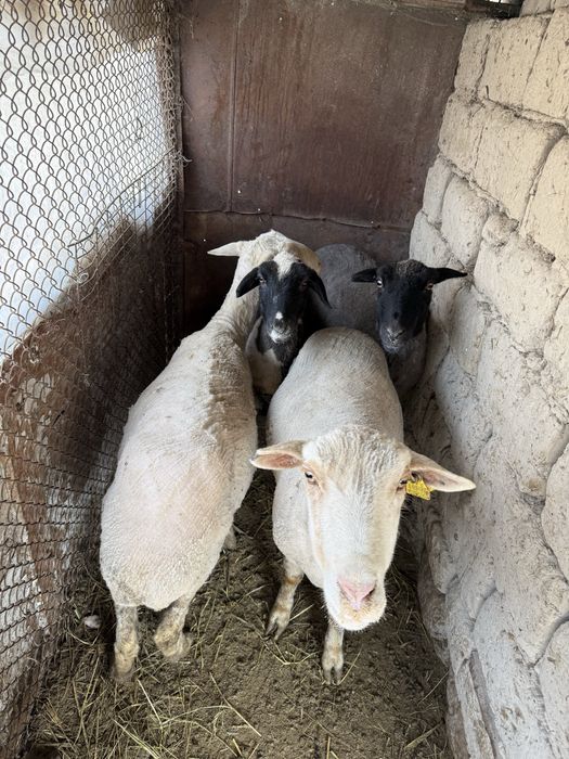 Семіз қойлар сатылады