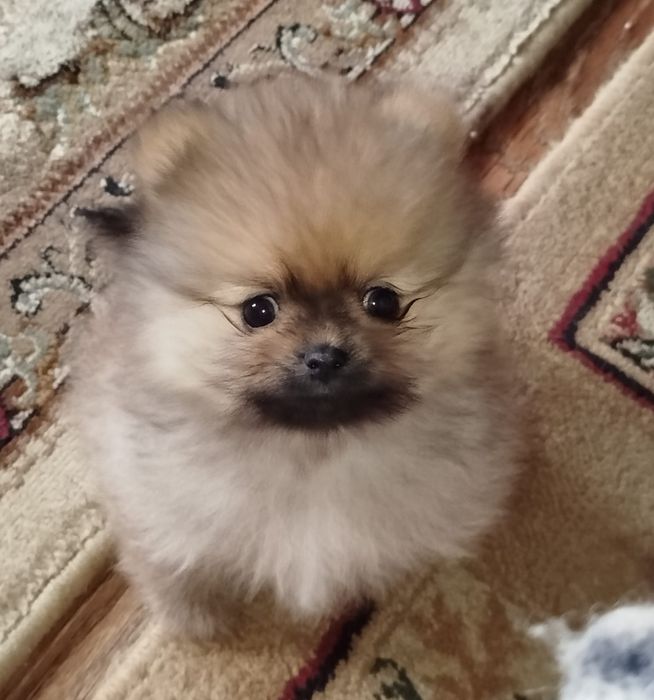 Мальчик померанского шпица